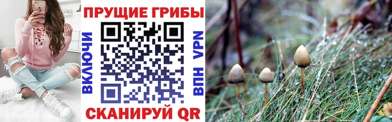 Псилоцибиновые грибы мицелий Липецк